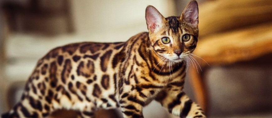 A Purrfect Palette: Exploring the Diverse World of Cat Breeds